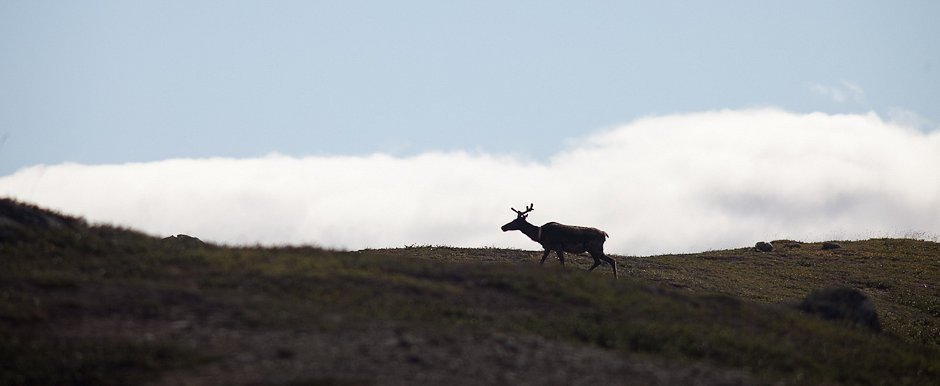 Caribou, Sarek's Nationalpark - Sweden